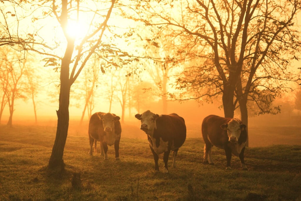 Cow Parade Figurines